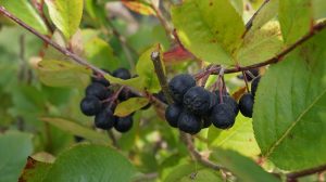 Maistuva marja-aronia